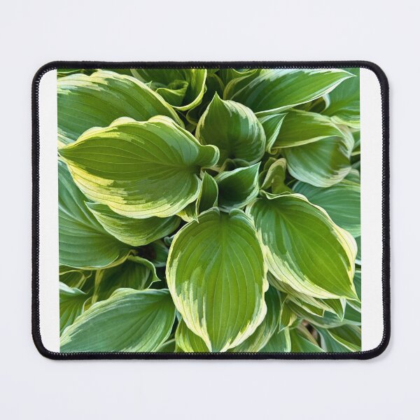 Item preview, Hosta designed and sold by Lee Darnell.