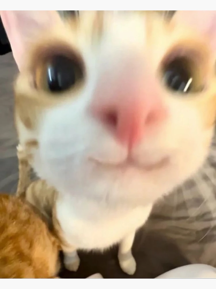 smiling :3 cat