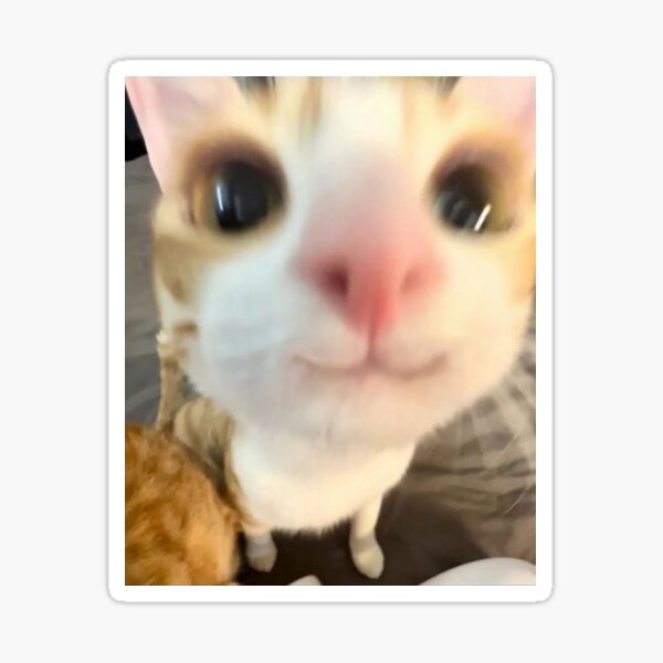 smiling :3 cat