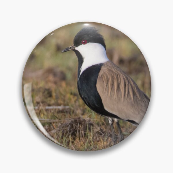 Item preview, Spur Winged Lapwing designed and sold by LaurenTucker.