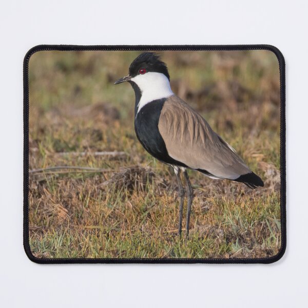 Item preview, Spur Winged Lapwing designed and sold by LaurenTucker.