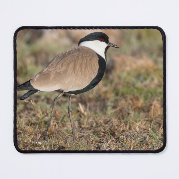 Item preview, Spur Winged Lapwing designed and sold by LaurenTucker.