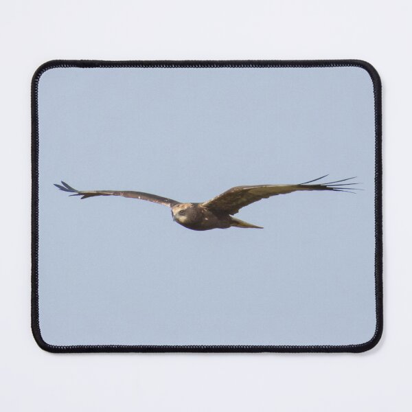 Item preview, Marsh Harrier designed and sold by LaurenTucker.