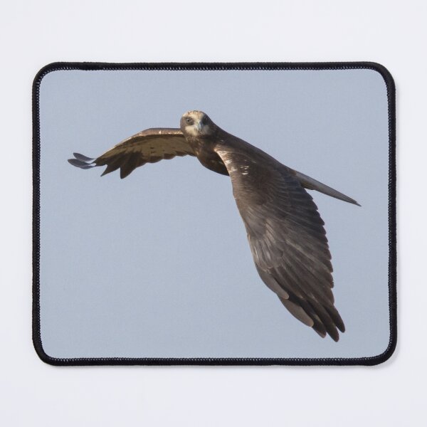 Item preview, Marsh Harrier designed and sold by LaurenTucker.