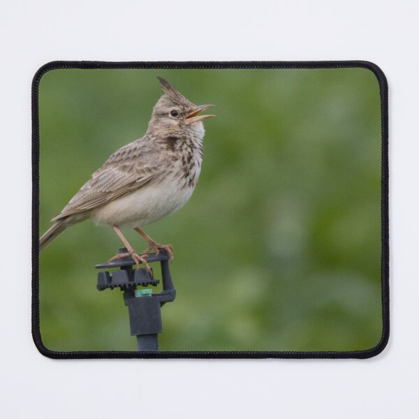 Item preview, Crested Lark designed and sold by LaurenTucker.