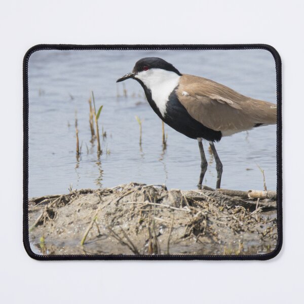 Item preview, Spur Winged Lapwing designed and sold by LaurenTucker.