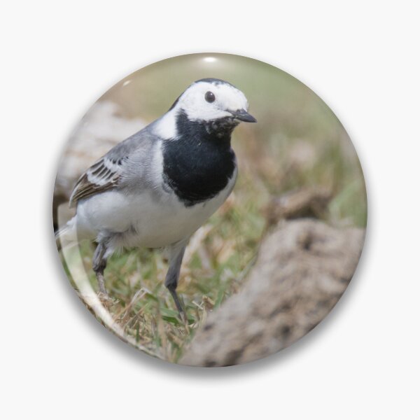 Item preview, White Wagtail designed and sold by LaurenTucker.