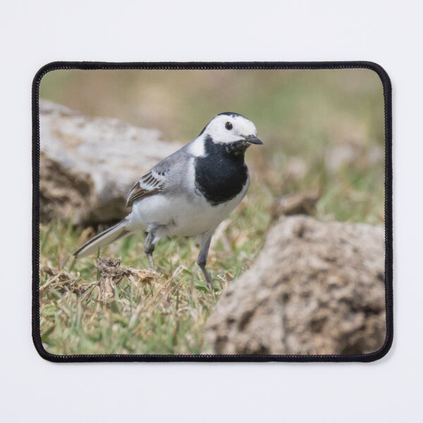 Item preview, White Wagtail designed and sold by LaurenTucker.