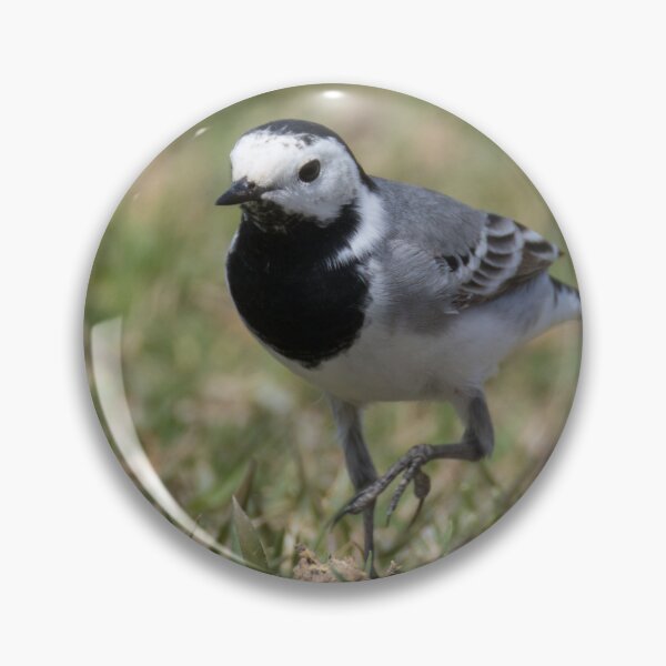Item preview, White Wagtail designed and sold by LaurenTucker.