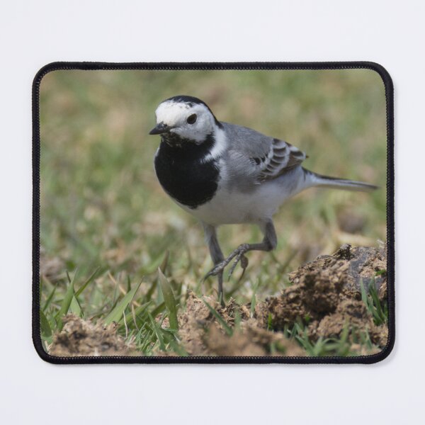 Item preview, White Wagtail designed and sold by LaurenTucker.