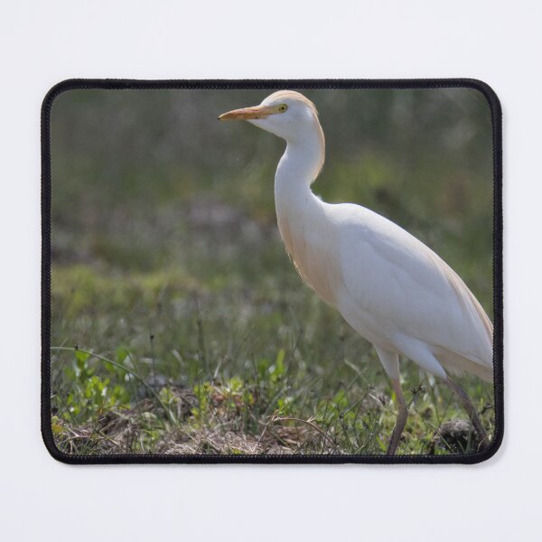 Item preview, Cattle Egret designed and sold by LaurenTucker.