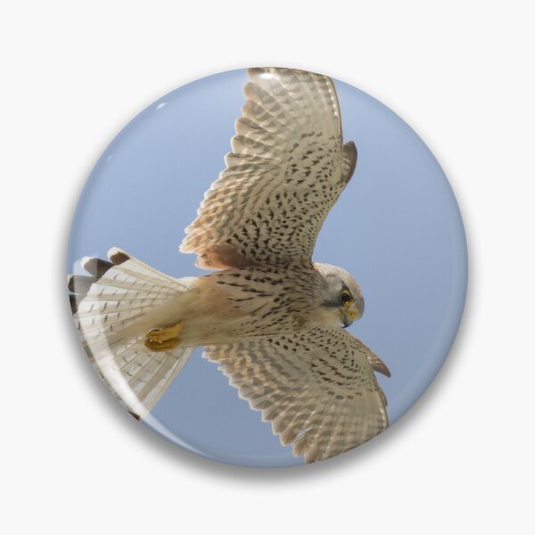 Item preview, Common Kestrel designed and sold by LaurenTucker.