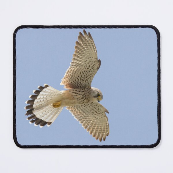 Item preview, Common Kestrel designed and sold by LaurenTucker.