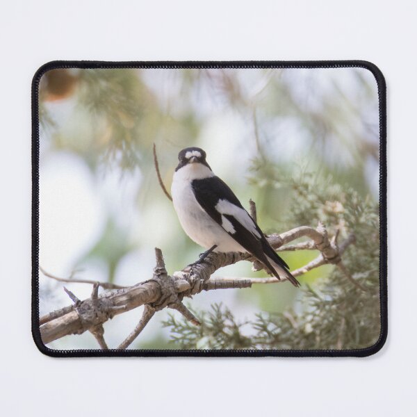 Item preview, Collared Flycatcher designed and sold by LaurenTucker.