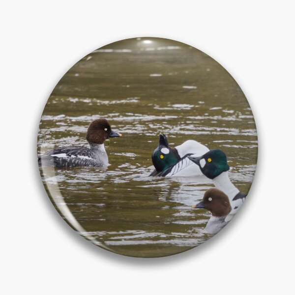 Item preview, Show must go on.  Common goldeneye designed and sold by Jouko Lehto Photography.