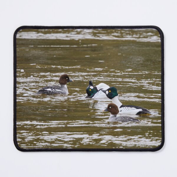 Item preview, Show must go on. Common goldeneye designed and sold by Jouko Lehto Photography.