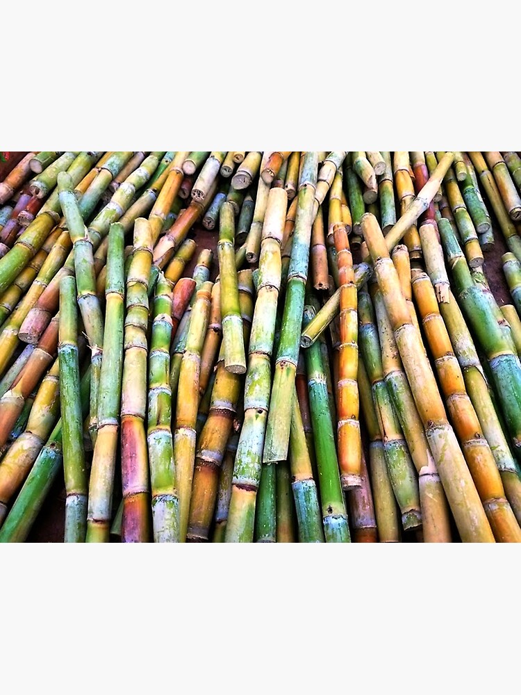 "RAINBOW SUGAR CANE" Art Print for Sale by kjgordon Redbubble