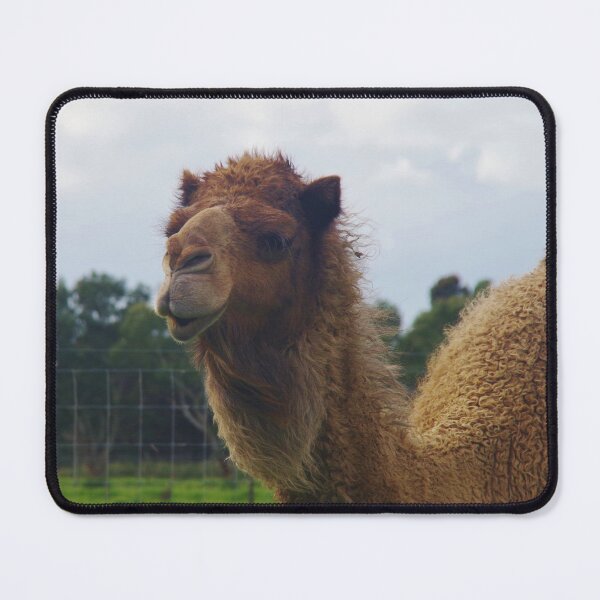 Item preview, A Camel In Australia designed and sold by lezvee.