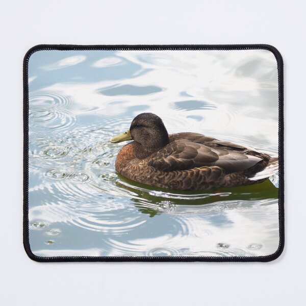 Item preview, Wild duck swiming in lake designed and sold by bendrusmfoto.