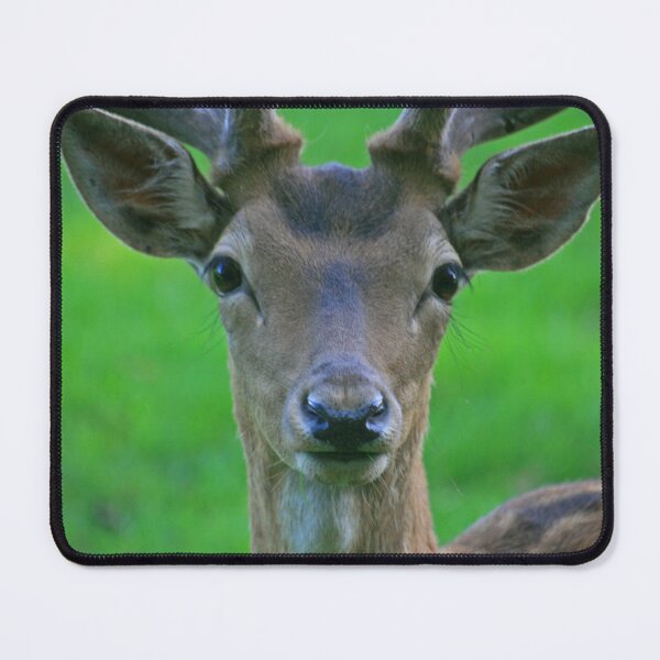 Item preview, Fallow Deer, Cornwall, June 2019 designed and sold by RedHillDigital.