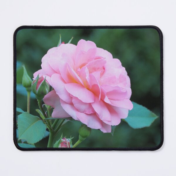 Item preview, Pink wild rose in forest designed and sold by bendrusmfoto.