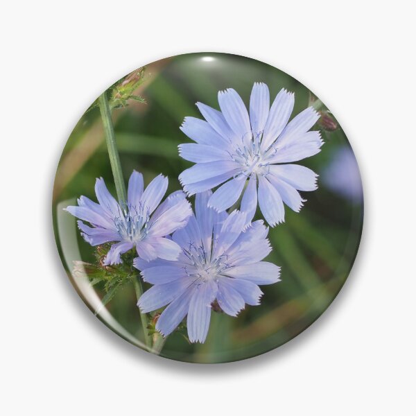 Item preview, Wild chicory traveler plant designed and sold by bendrusmfoto.