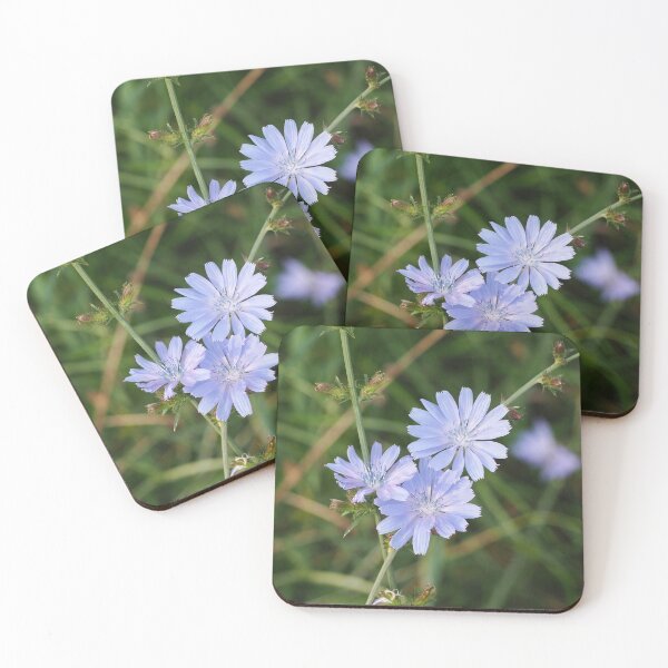 Item preview, Wild chicory traveler plant designed and sold by bendrusmfoto.