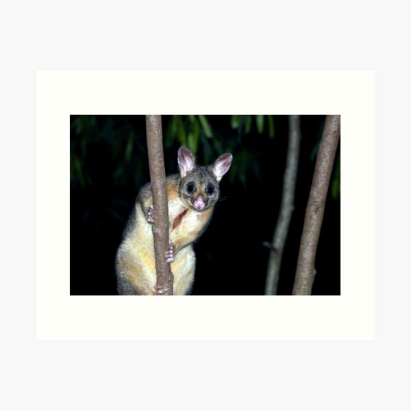 Item preview, Australian brushtail possum designed and sold by GeoPipics.