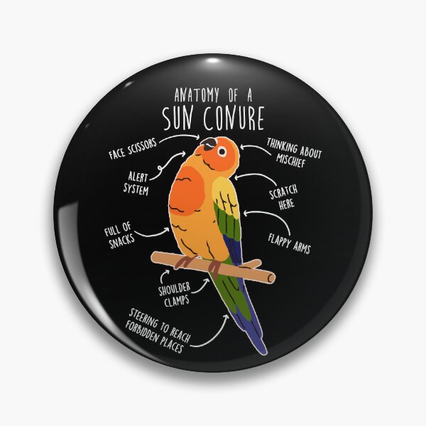 Item preview, Sun Conure Parrot Anatomy designed and sold by Clara Hollins.