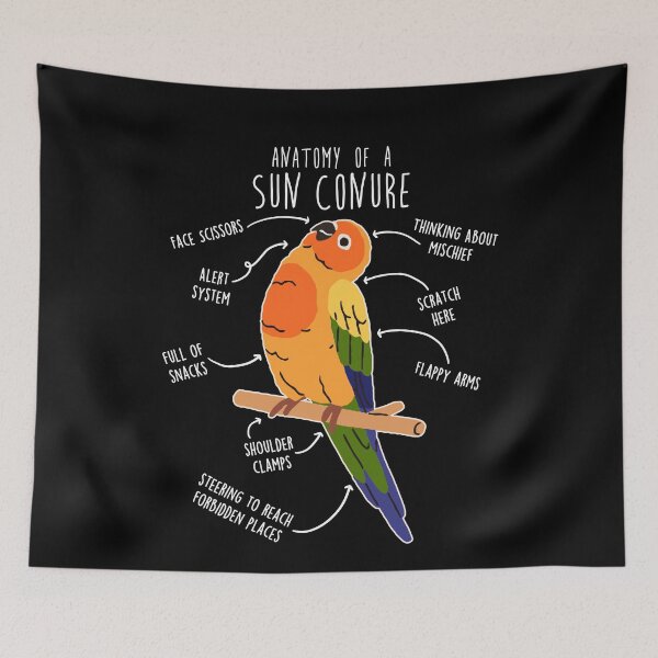 Item preview, Sun Conure Parrot Anatomy designed and sold by Clara Hollins.