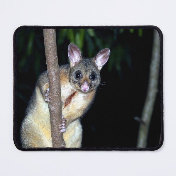 Item preview, Australian brushtail possum designed and sold by GeoPipics.