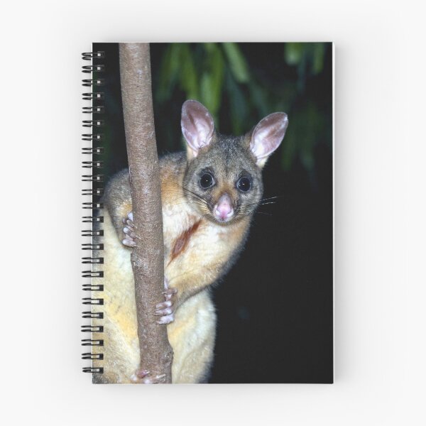 Item preview, Australian brushtail possum designed and sold by GeoPipics.