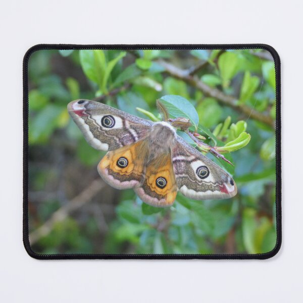 Item preview, Saturnia pavonia / Saturniidae / Small Emperor Moth designed and sold by Entomologist.