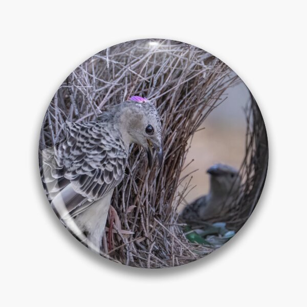 Item preview, Australian Native Birds - Great Bowerbird designed and sold by Ozjanette90.