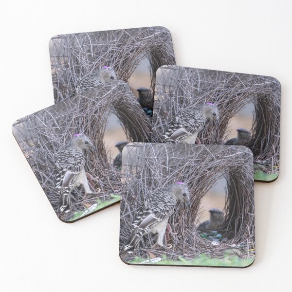 Item preview, Australian Native Birds - Great Bowerbird designed and sold by Ozjanette90.