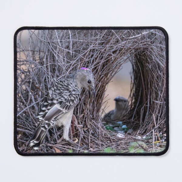 Item preview, Australian Native Birds - Great Bowerbird designed and sold by Ozjanette90.