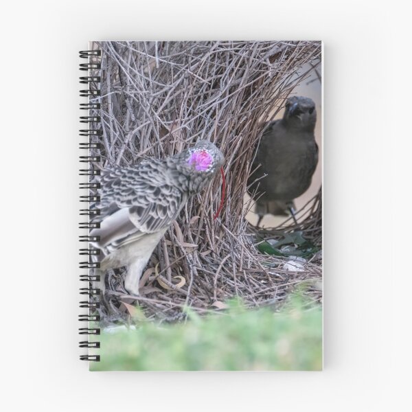 Item preview, Australian Native Birds - Great Bowerbird designed and sold by Ozjanette90.