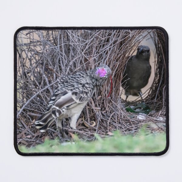 Item preview, Australian Native Birds - Great Bowerbird designed and sold by Ozjanette90.