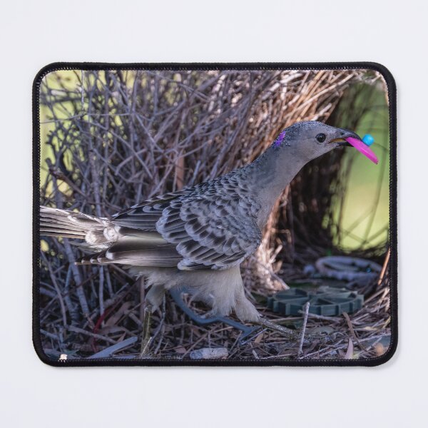 Item preview, Australian Native Birds - Great Bowerbird designed and sold by Ozjanette90.