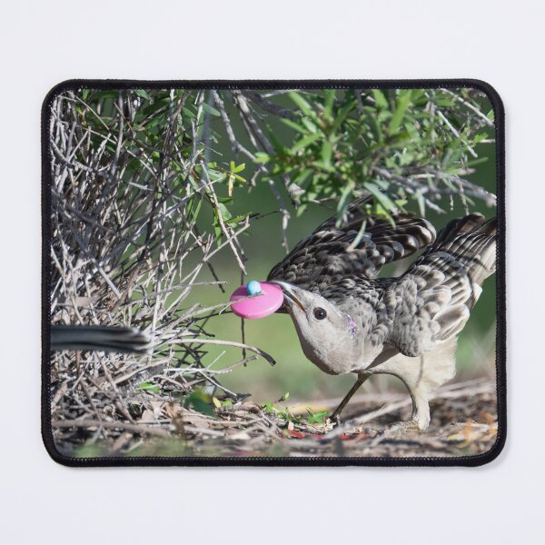 Item preview, Australian Native Birds - Great Bowerbird designed and sold by Ozjanette90.