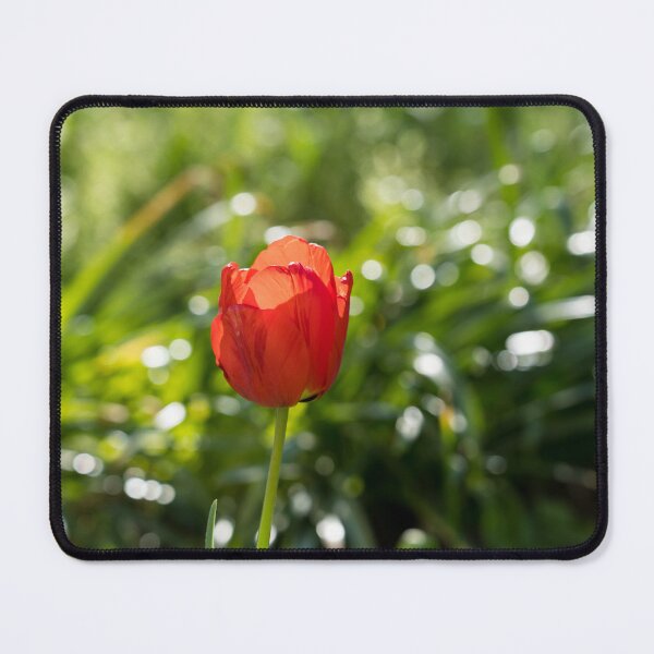 Item preview, Red Tulip Glowing in the Sunshine designed and sold by Georgia Mizuleva.