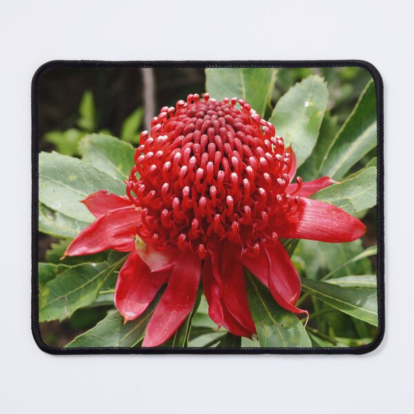 Item preview, Waratah  designed and sold by Pixxowl.