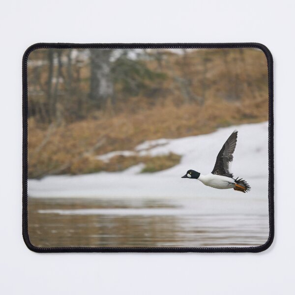Item preview, Change of place. Common goldeneye designed and sold by Jouko Lehto Photography.