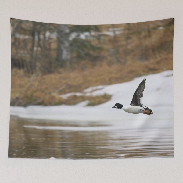 Item preview, Change of place. Common goldeneye designed and sold by Jouko Lehto Photography.