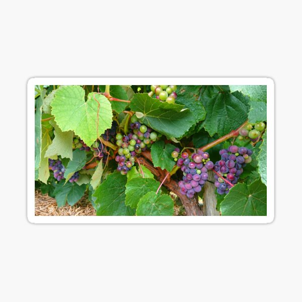 Summer grapes Sticker