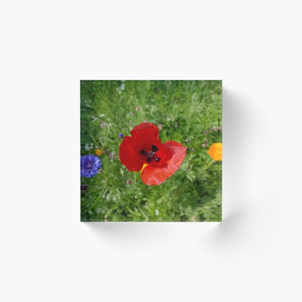 Item preview, Amapola designed and sold by Evergreen365.