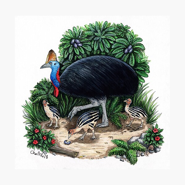 Cassowaries Gifts & Merchandise for Sale | Redbubble