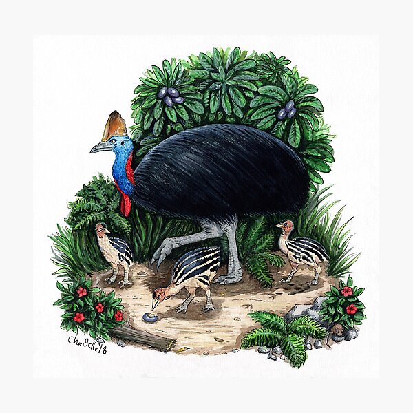 Item preview, Cassowary family designed and sold by Wildlings and Endlings.