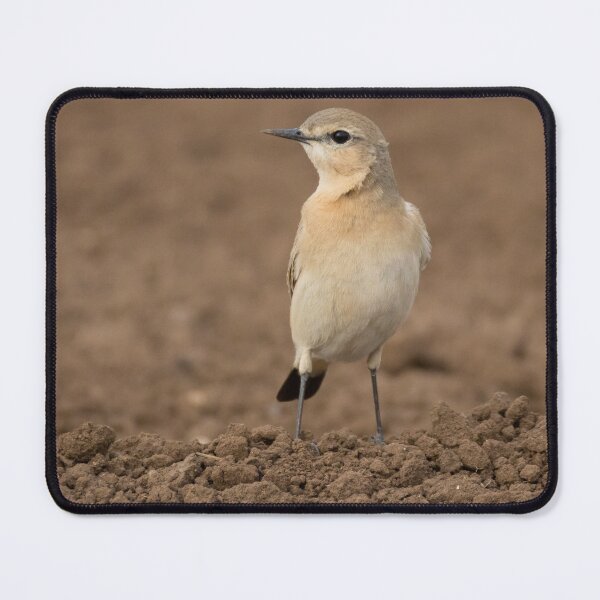 Item preview, Isabelline Wheatear designed and sold by LaurenTucker.