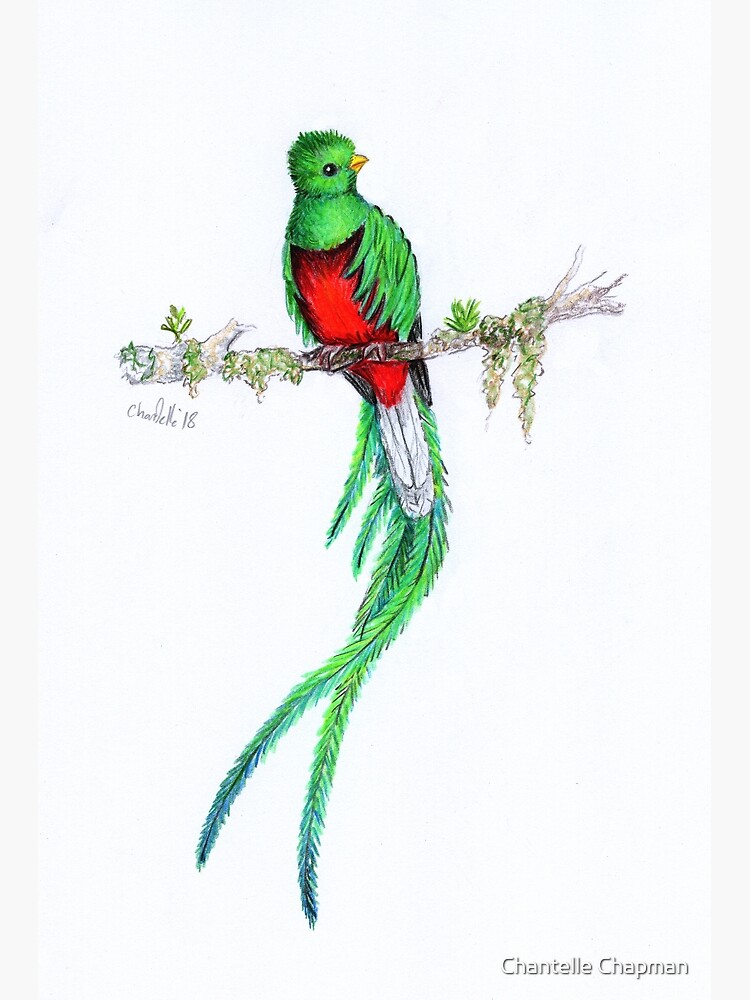 Featured image of post Resplendent Quetzal Drawing A living work of art that